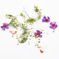 Dried Flowers -  #2